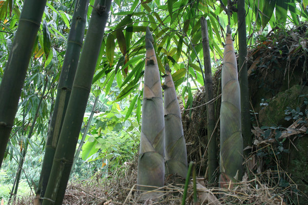 駱坑筍1.jpg