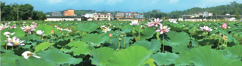 樓下村盤活村中八畝土地,成就了佛岡一景,也為該村帶來經(jīng)濟(jì)效益。