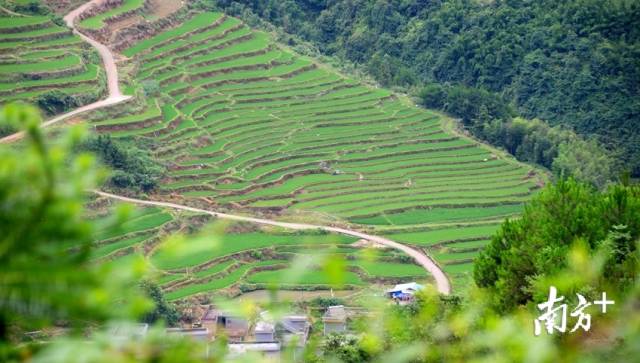 黑山村梯田。記者黃津 攝