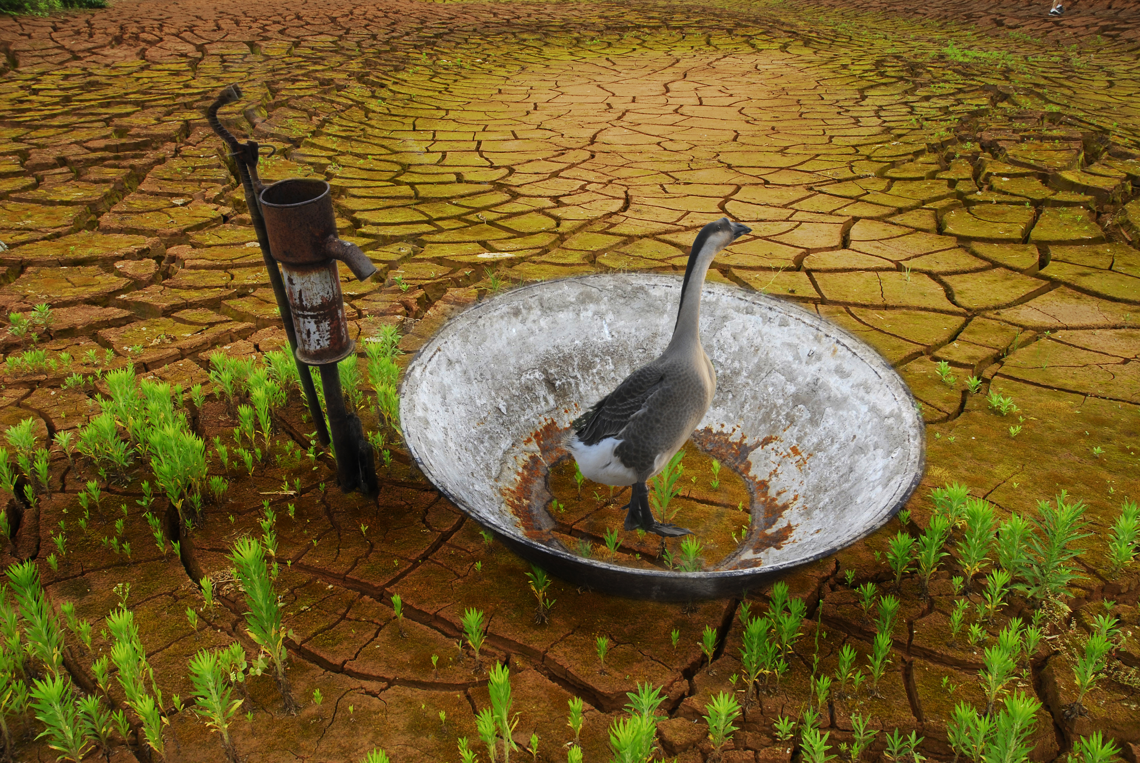 困惑  榮獲大眾攝影雜志2009雙周賽佳作獎。.jpg