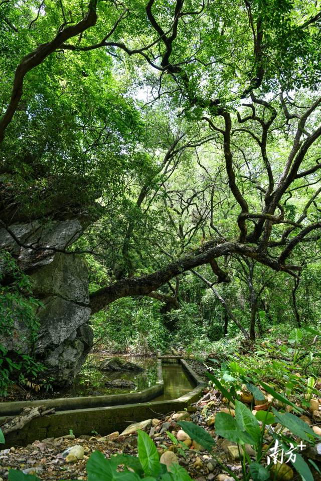 沙口鎮(zhèn)園山村背后，古樟樹錯落有致。 曾亮超 攝