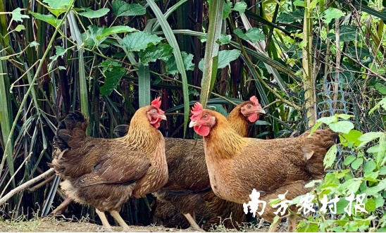 五大百億 | 清遠(yuǎn)雞，英德紅茶！入選中國(guó)農(nóng)業(yè)品牌目錄2024農(nóng)產(chǎn)品區(qū)域公用品牌
